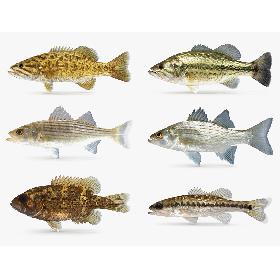 Bass Collection 3D